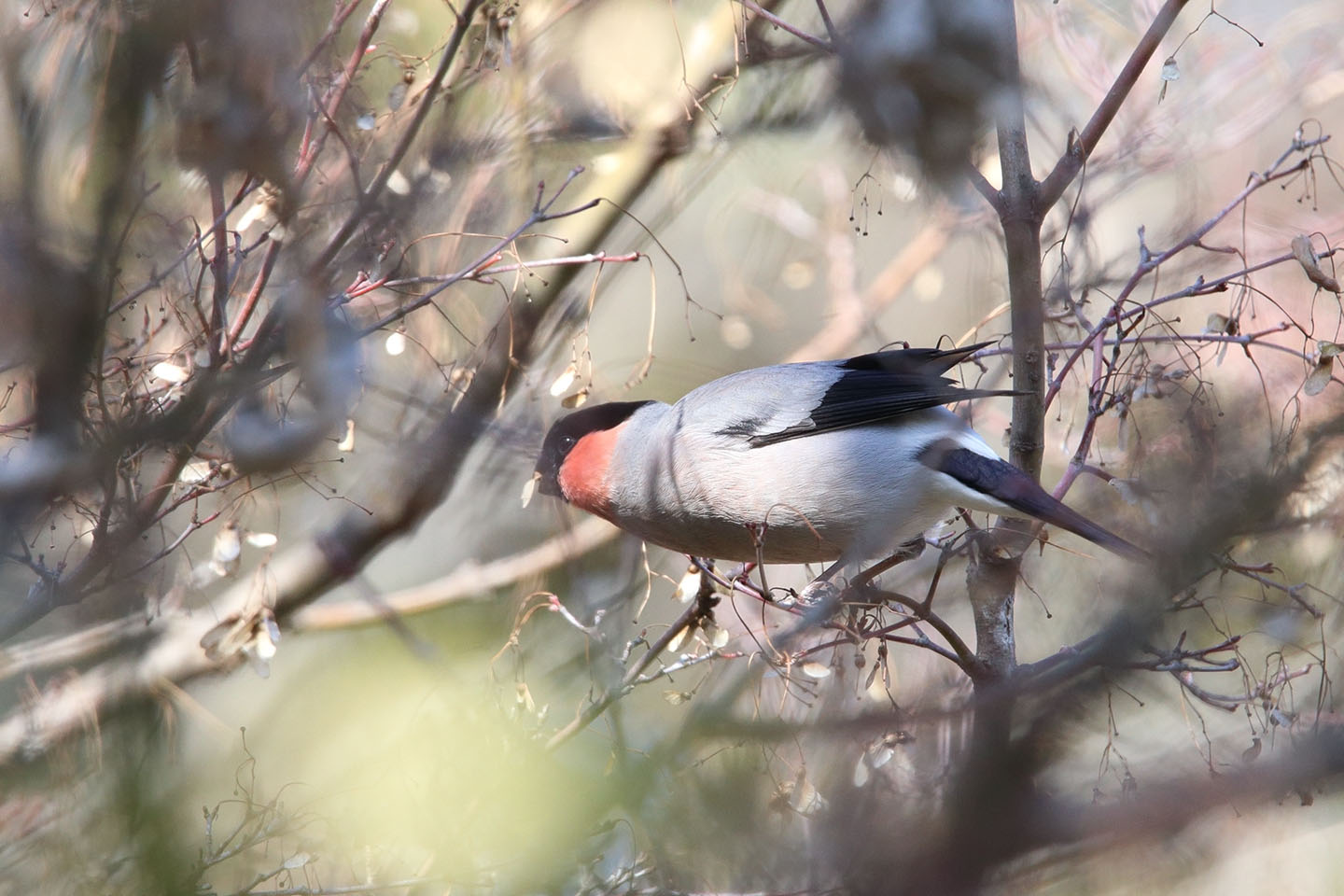 Canon EOS 6D + TAMRON SP 150-600mm F/5-6.3 Di VC USD (A011)