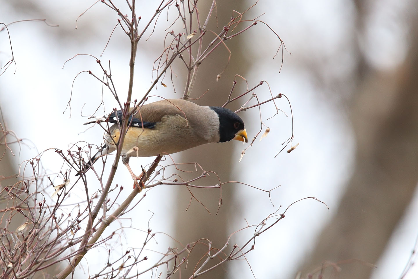 Canon EOS 6D + TAMRON SP 150-600mm F/5-6.3 Di VC USD (A011)