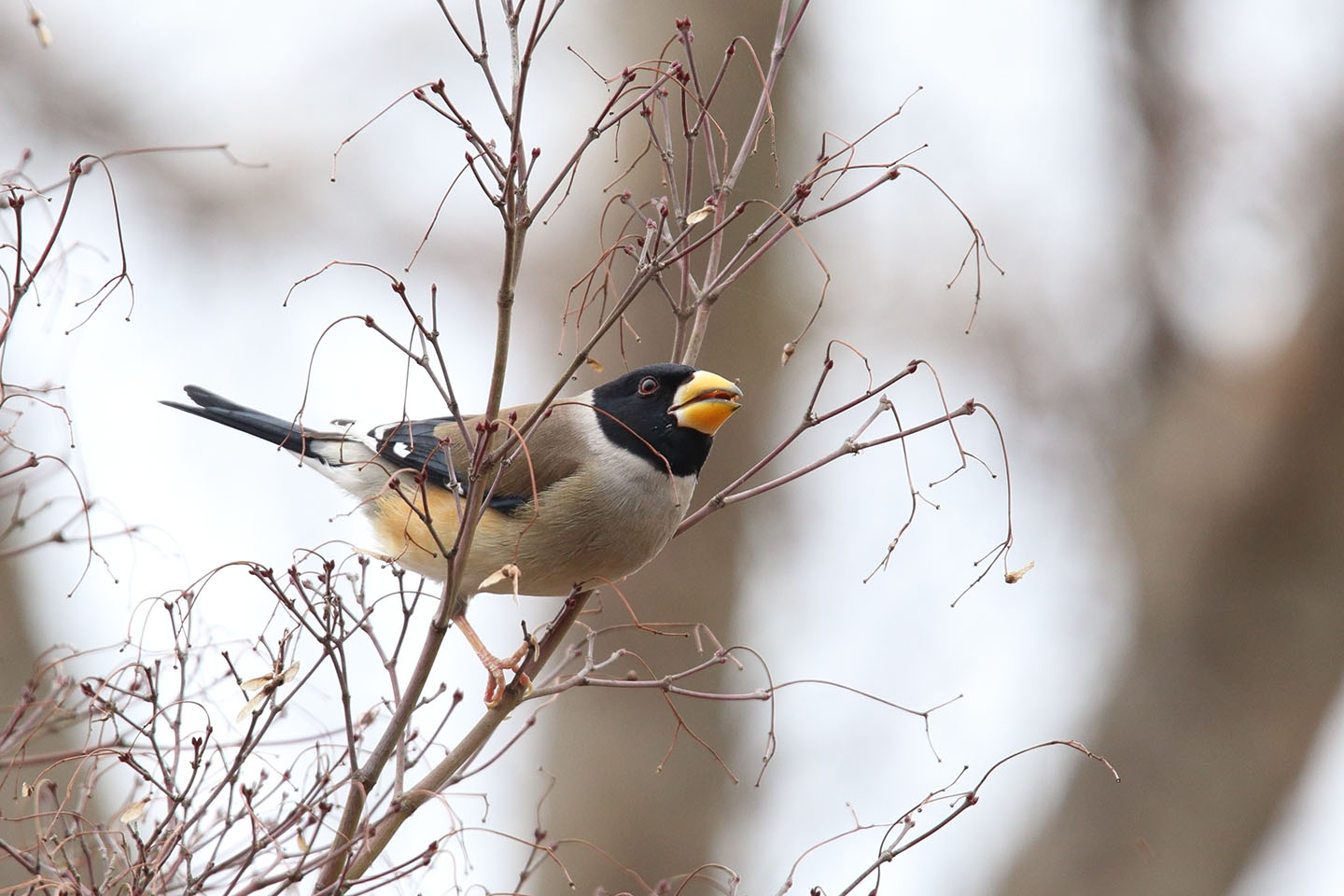 Canon EOS 6D + TAMRON SP 150-600mm F/5-6.3 Di VC USD (A011)