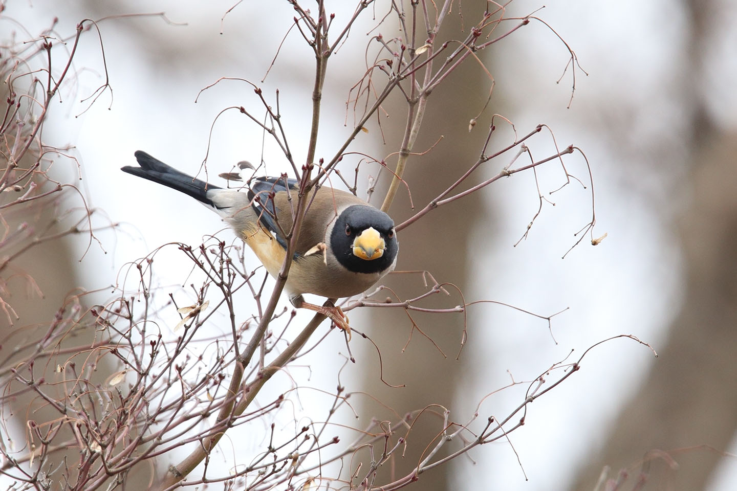 Canon EOS 6D + TAMRON SP 150-600mm F/5-6.3 Di VC USD (A011)