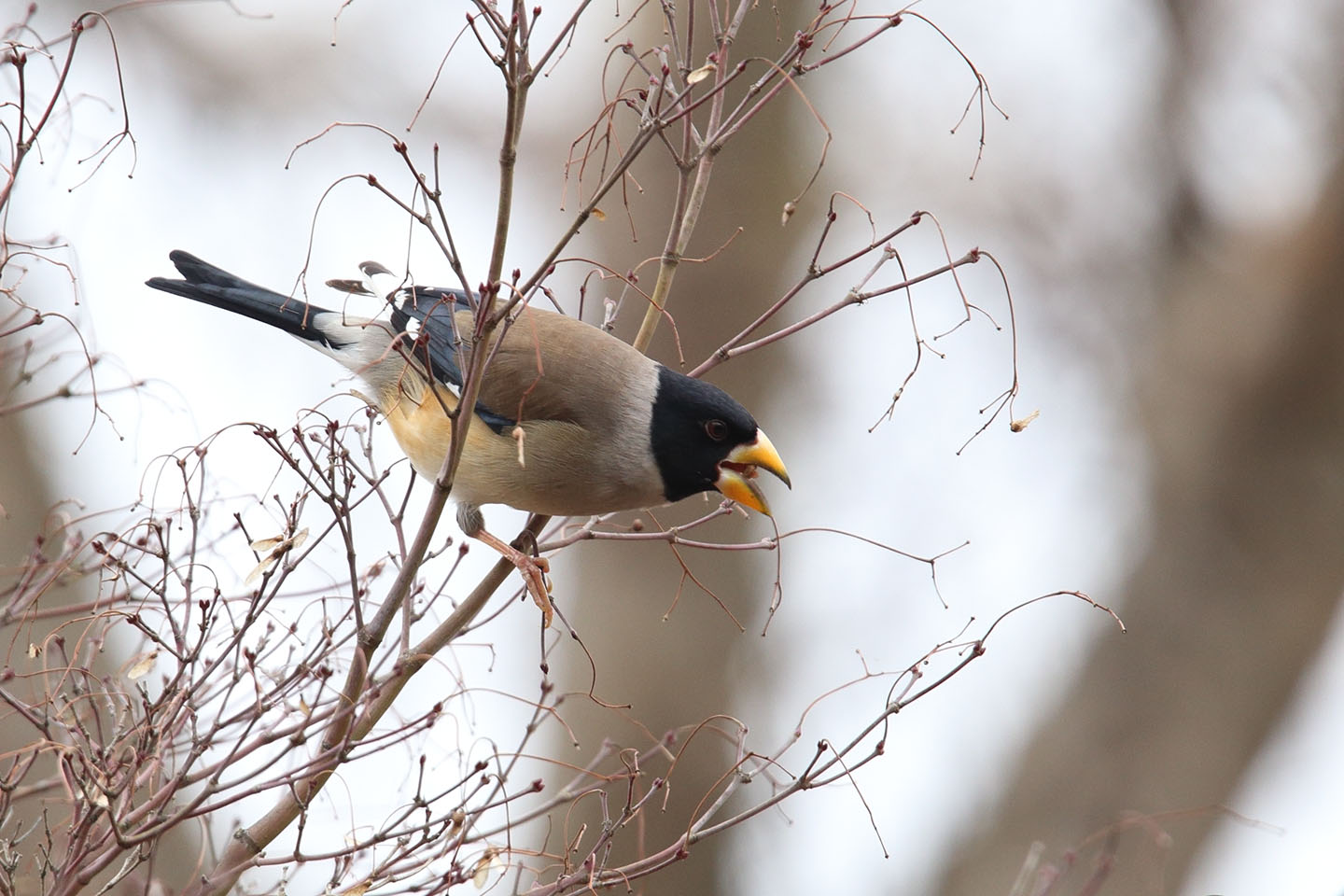 Canon EOS 6D + TAMRON SP 150-600mm F/5-6.3 Di VC USD (A011)