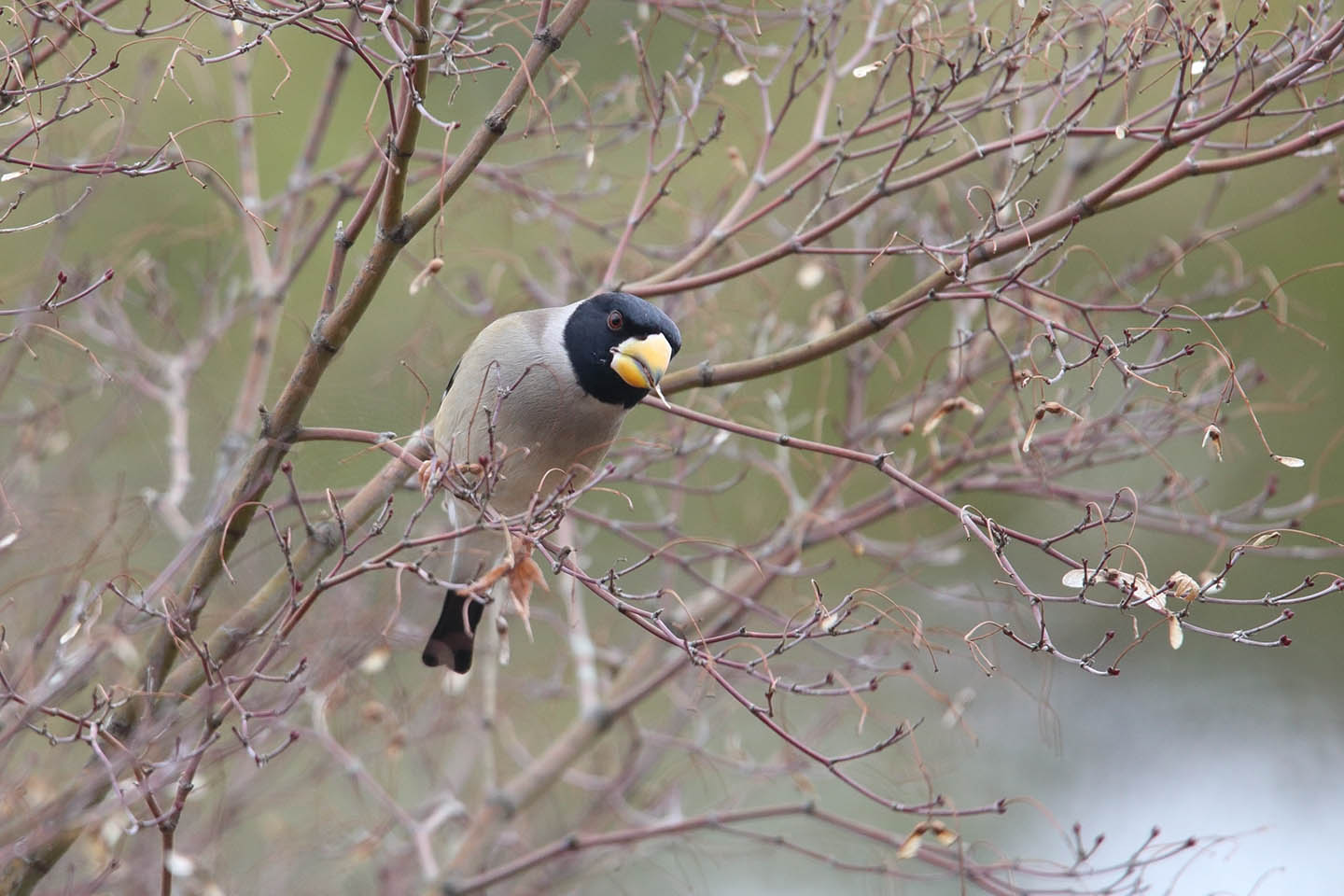 Canon EOS 6D + TAMRON SP 150-600mm F/5-6.3 Di VC USD (A011)