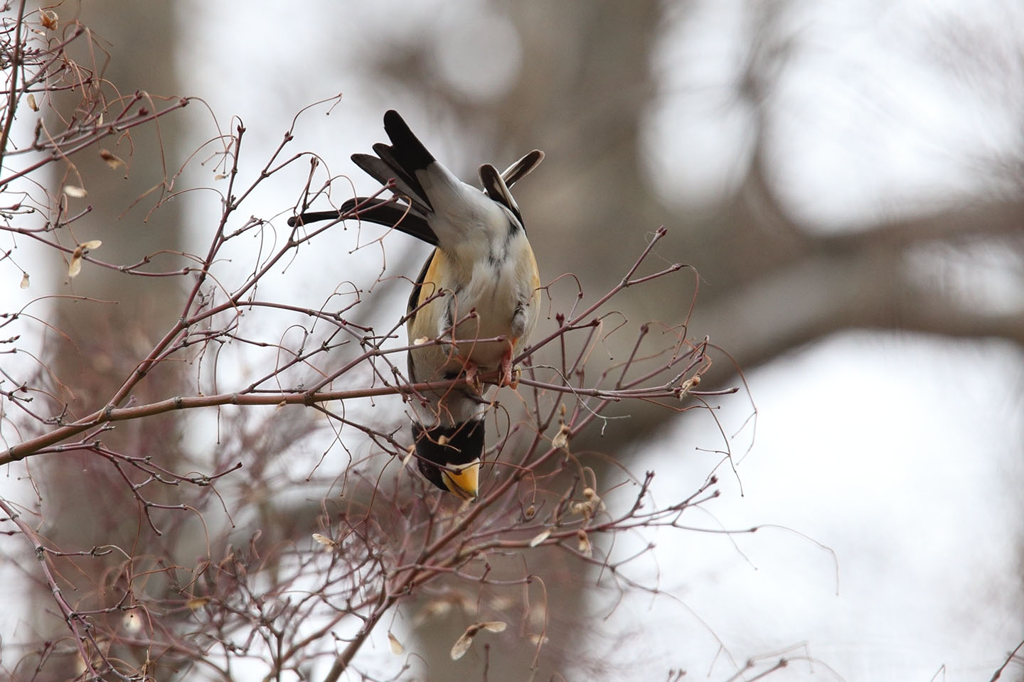 Canon EOS 6D + TAMRON SP 150-600mm F/5-6.3 Di VC USD (A011)