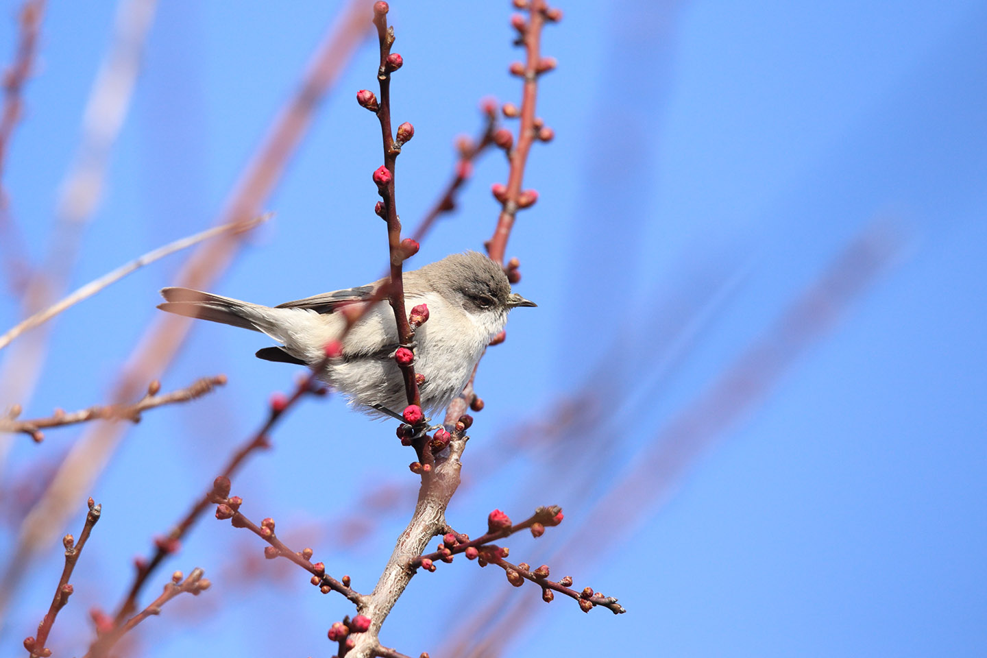 Canon EOS 6D + TAMRON SP 150-600mm F/5-6.3 Di VC USD (A011)