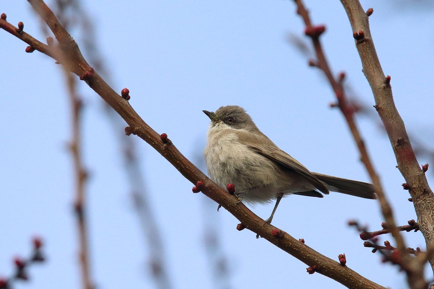 Canon EOS 6D + TAMRON SP 150-600mm F/5-6.3 Di VC USD (A011)