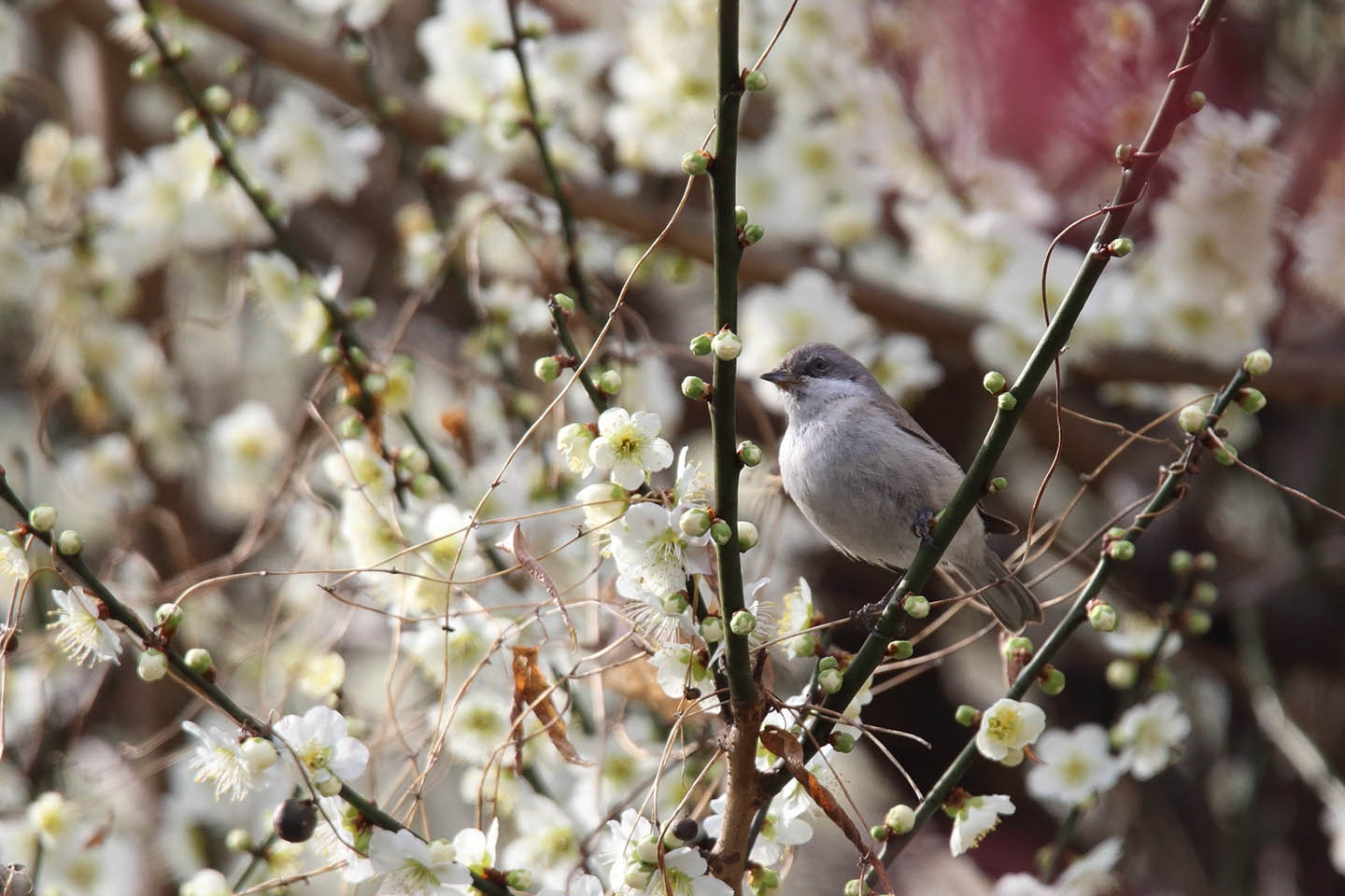 Canon EOS 6D + TAMRON SP 150-600mm F/5-6.3 Di VC USD (A011)