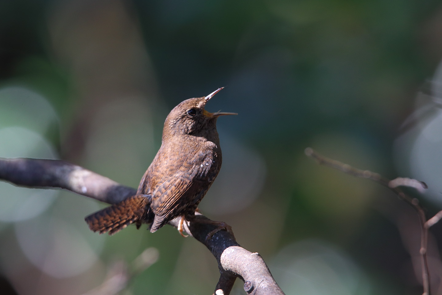 Canon EOS 6D + TAMRON SP 150-600mm F/5-6.3 Di VC USD (A011)