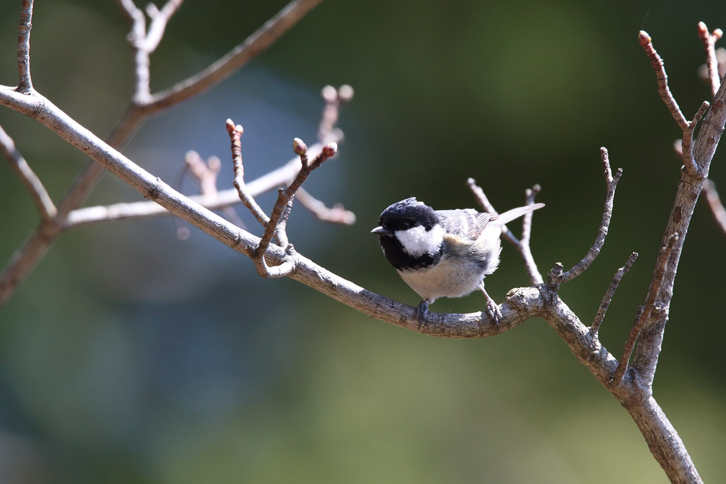 Canon EOS 6D + TAMRON SP 150-600mm F/5-6.3 Di VC USD (A011)