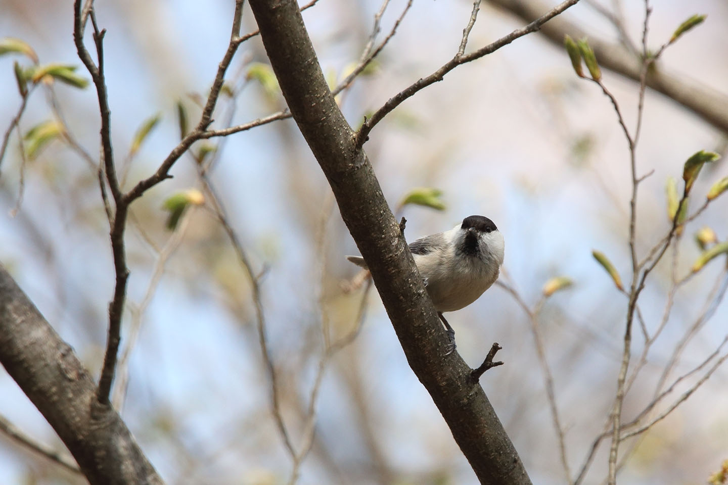 Canon EOS 6D + TAMRON SP 150-600mm F/5-6.3 Di VC USD (A011)