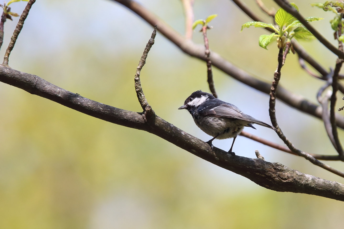 Canon EOS 6D + TAMRON SP 150-600mm F/5-6.3 Di VC USD (A011)