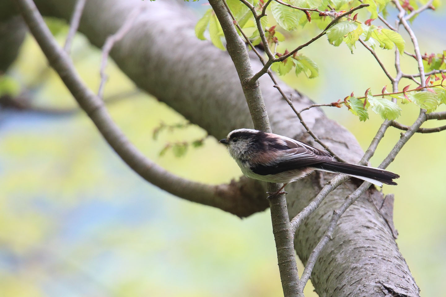 Canon EOS 6D + TAMRON SP 150-600mm F/5-6.3 Di VC USD (A011)