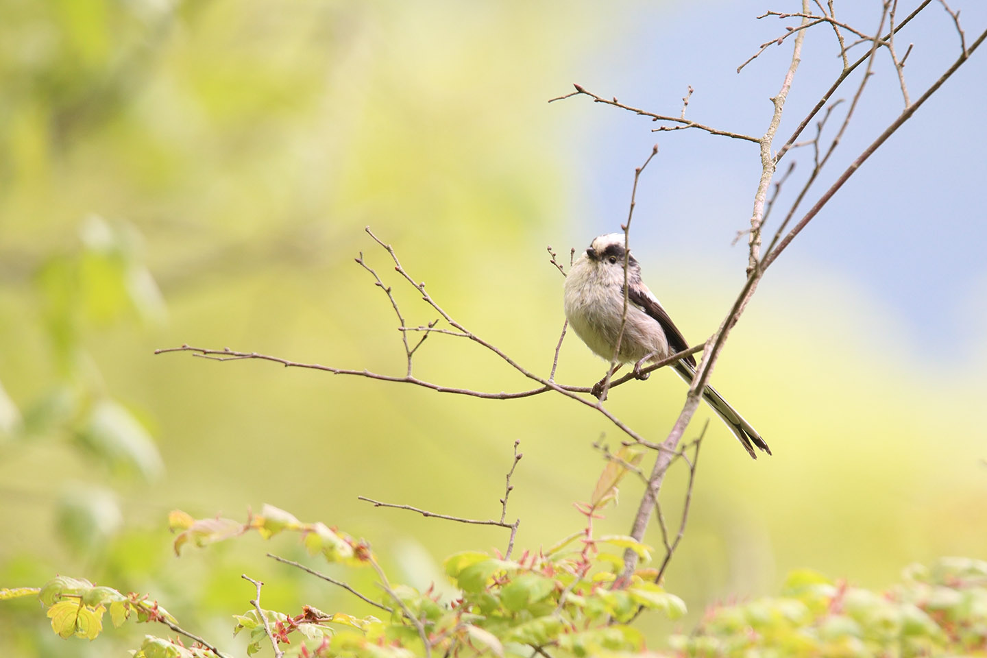 Canon EOS 6D + TAMRON SP 150-600mm F/5-6.3 Di VC USD (A011)