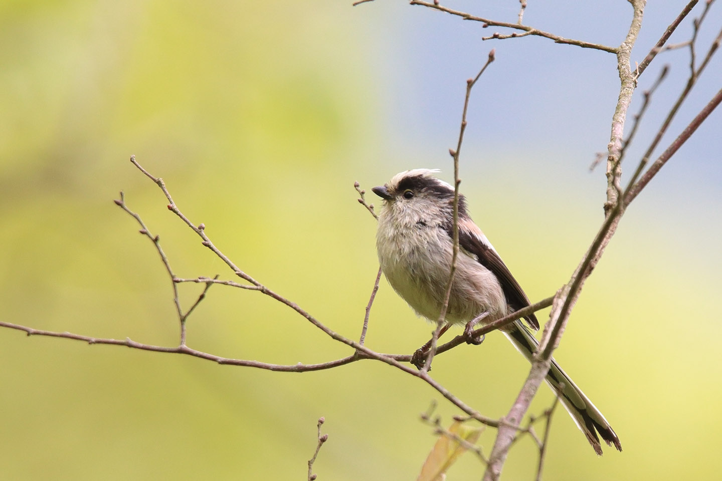 Canon EOS 6D + TAMRON SP 150-600mm F/5-6.3 Di VC USD (A011)