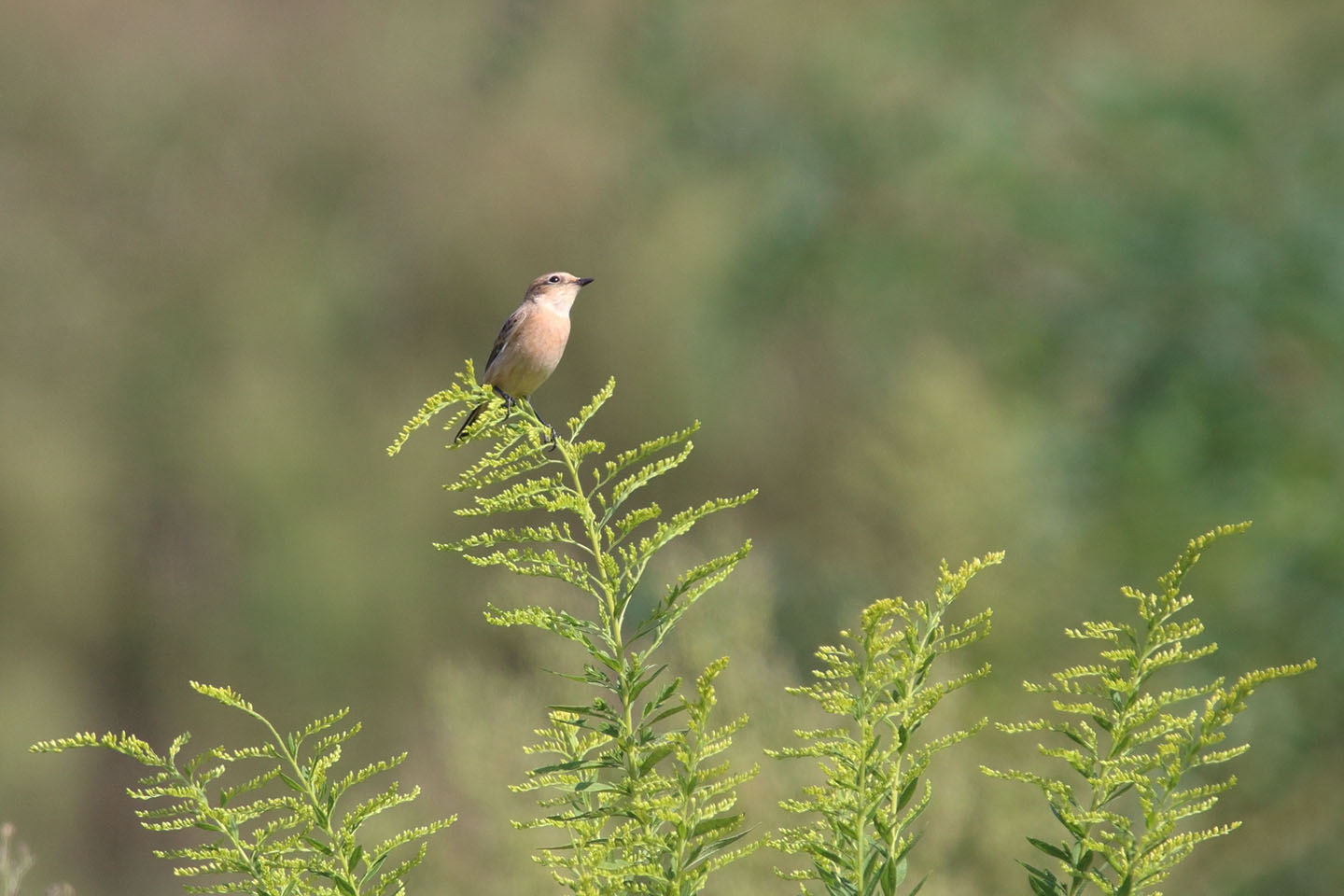 Canon EOS 6D + TAMRON SP 150-600mm F/5-6.3 Di VC USD (A011)