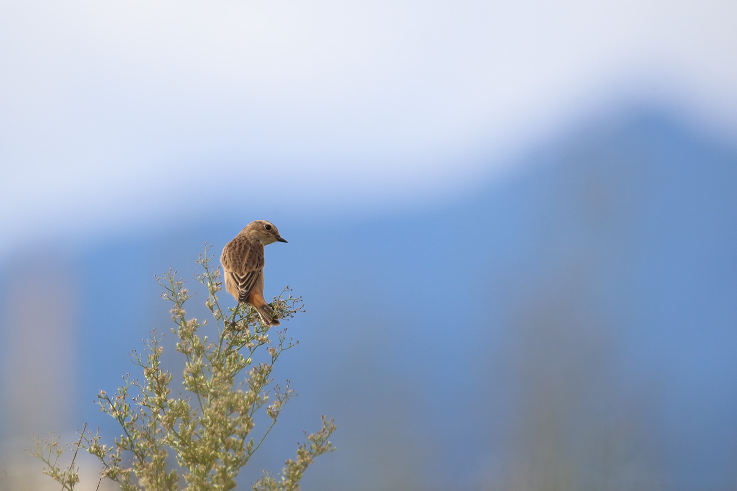 Canon EOS 6D + TAMRON SP 150-600mm F/5-6.3 Di VC USD (A011)