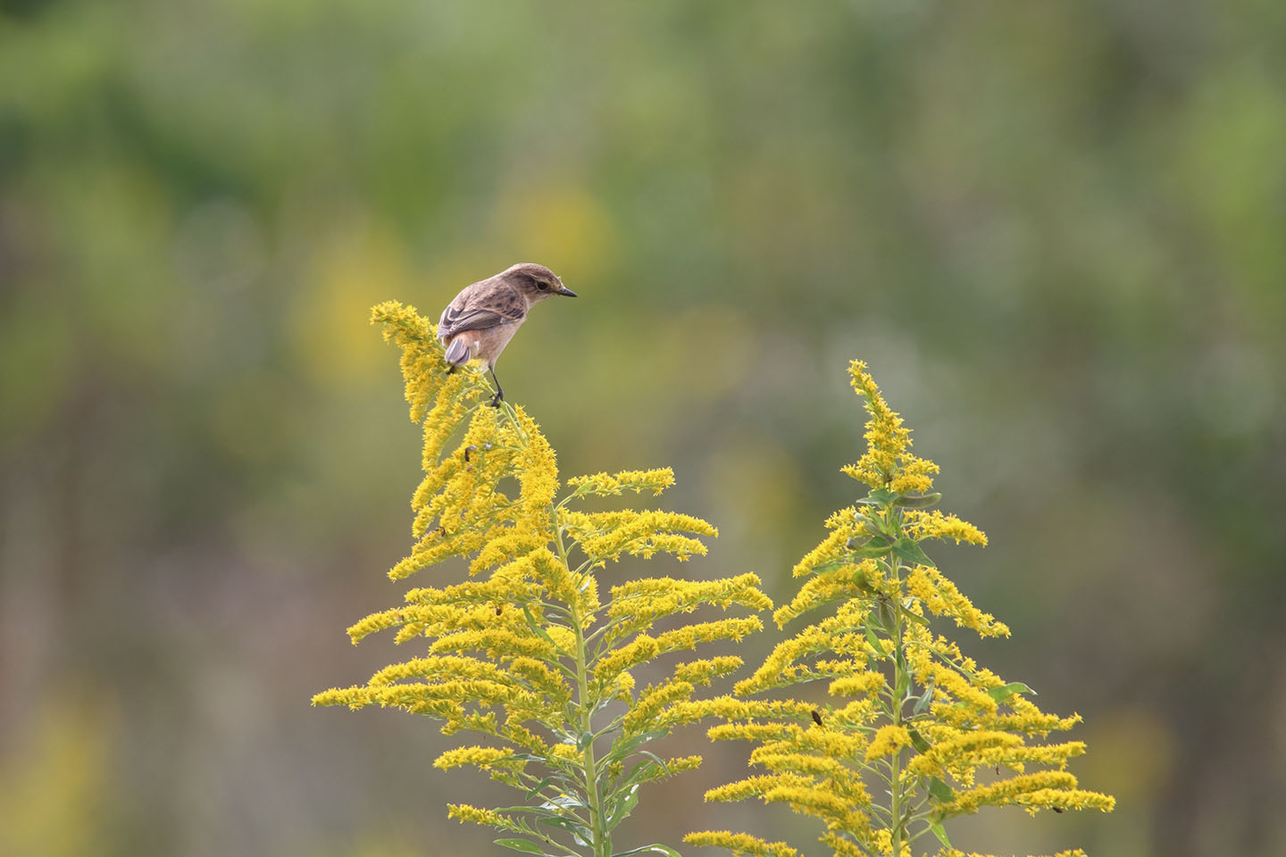 Canon EOS 6D + TAMRON SP 150-600mm F/5-6.3 Di VC USD (A011)