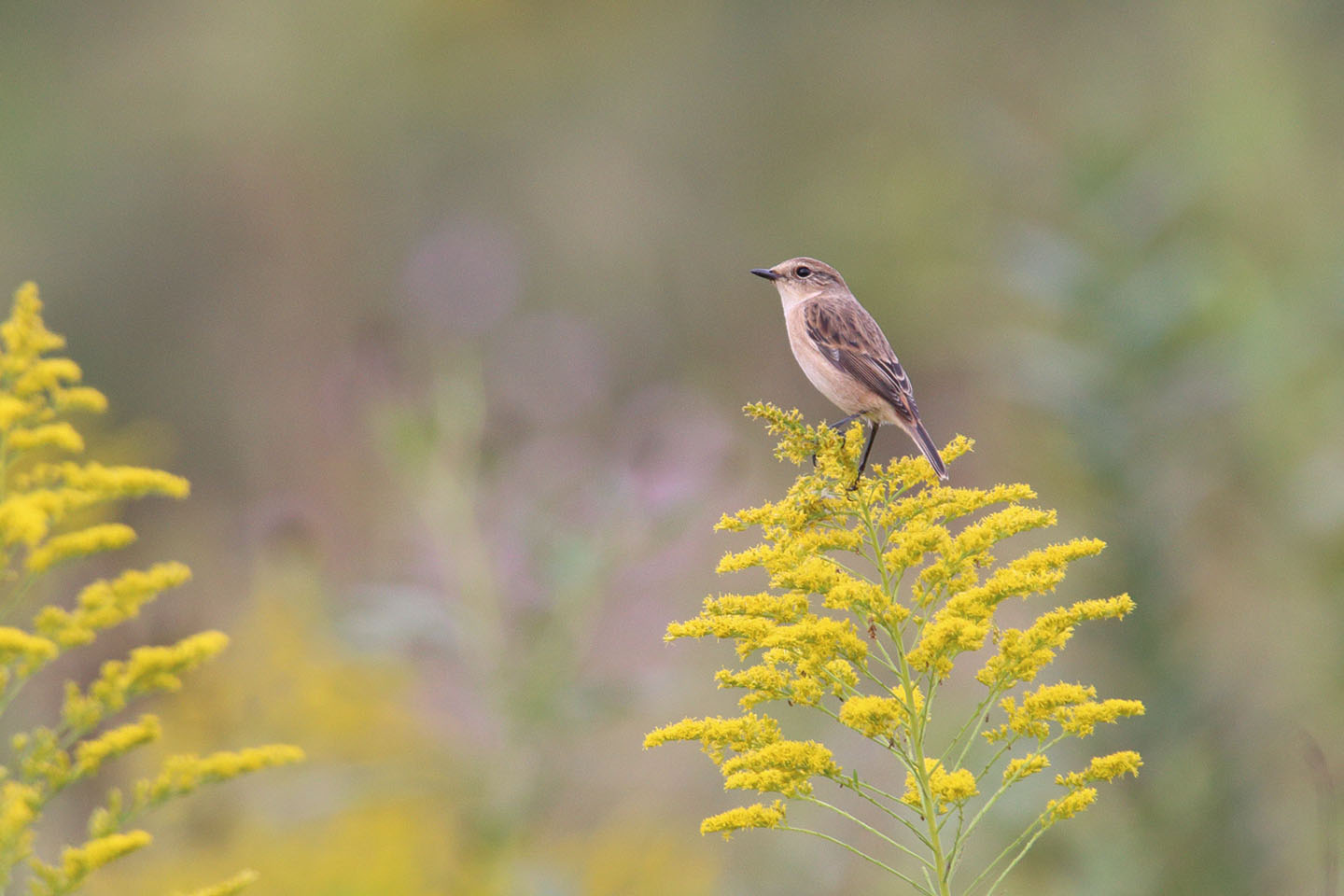 Canon EOS 6D + TAMRON SP 150-600mm F/5-6.3 Di VC USD (A011)