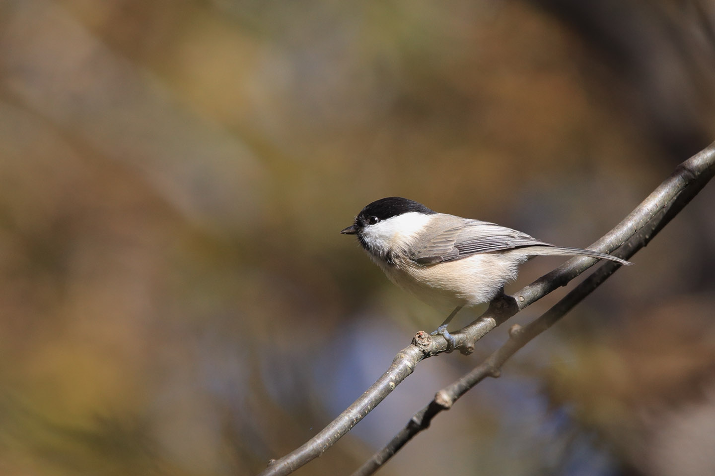 Canon EOS 6D + TAMRON SP 150-600mm F/5-6.3 Di VC USD (A011)