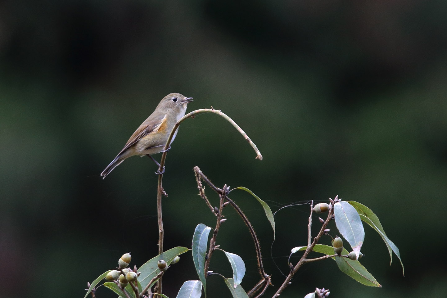 Canon EOS 6D + TAMRON SP 150-600mm F/5-6.3 Di VC USD (A011)