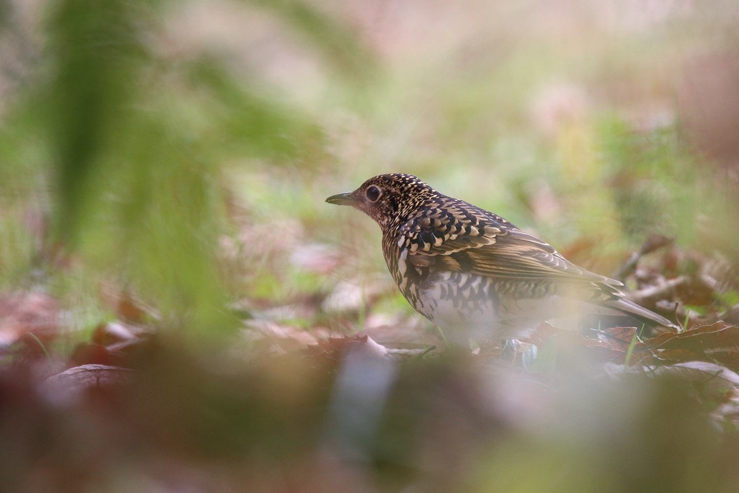 Canon EOS 6D + TAMRON SP 150-600mm F/5-6.3 Di VC USD (A011)