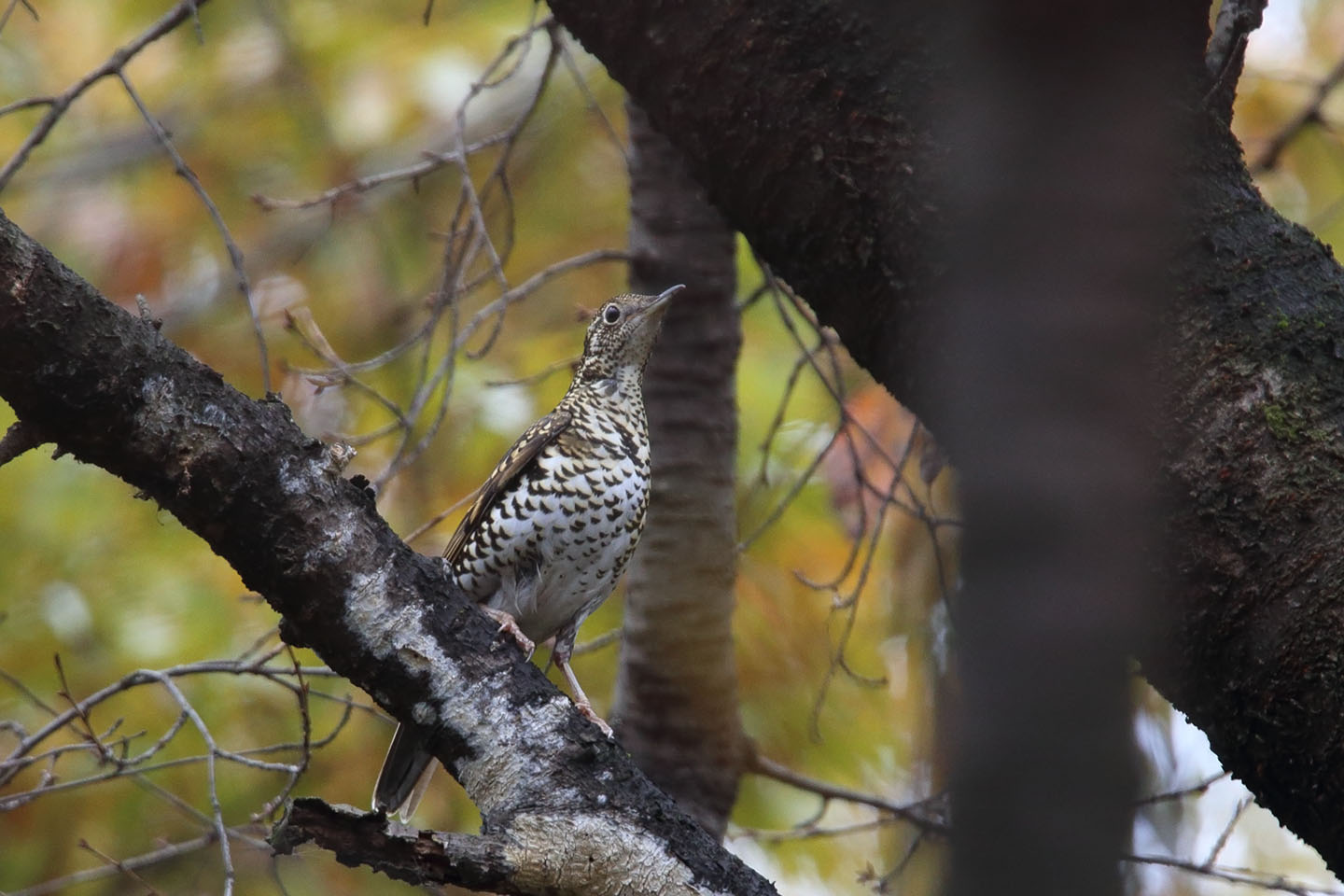 Canon EOS 6D + TAMRON SP 150-600mm F/5-6.3 Di VC USD (A011)