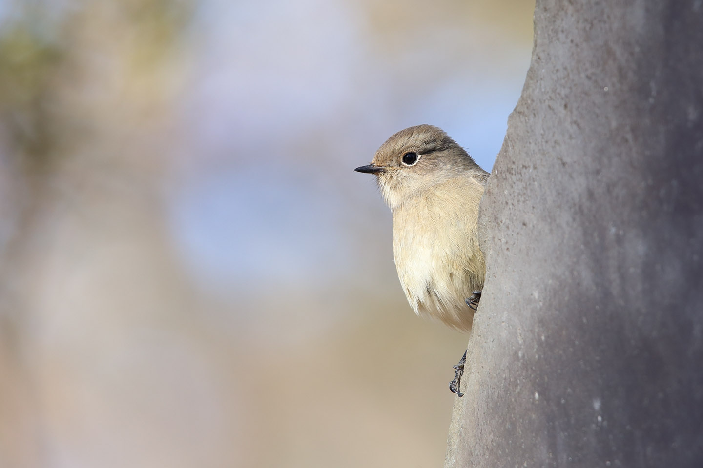 Canon EOS 6D + TAMRON SP 150-600mm F/5-6.3 Di VC USD (A011)