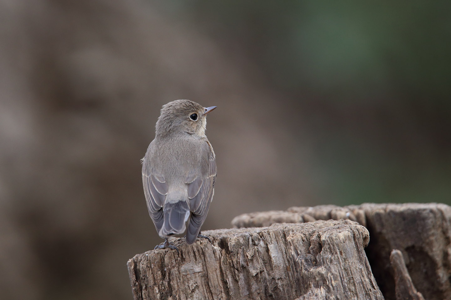 Canon EOS 6D + TAMRON SP 150-600mm F/5-6.3 Di VC USD (A011)