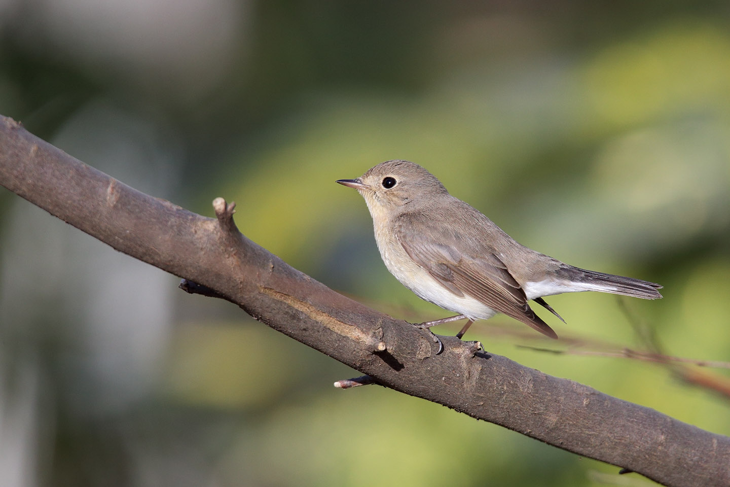 Canon EOS 6D + TAMRON SP 150-600mm F/5-6.3 Di VC USD (A011)