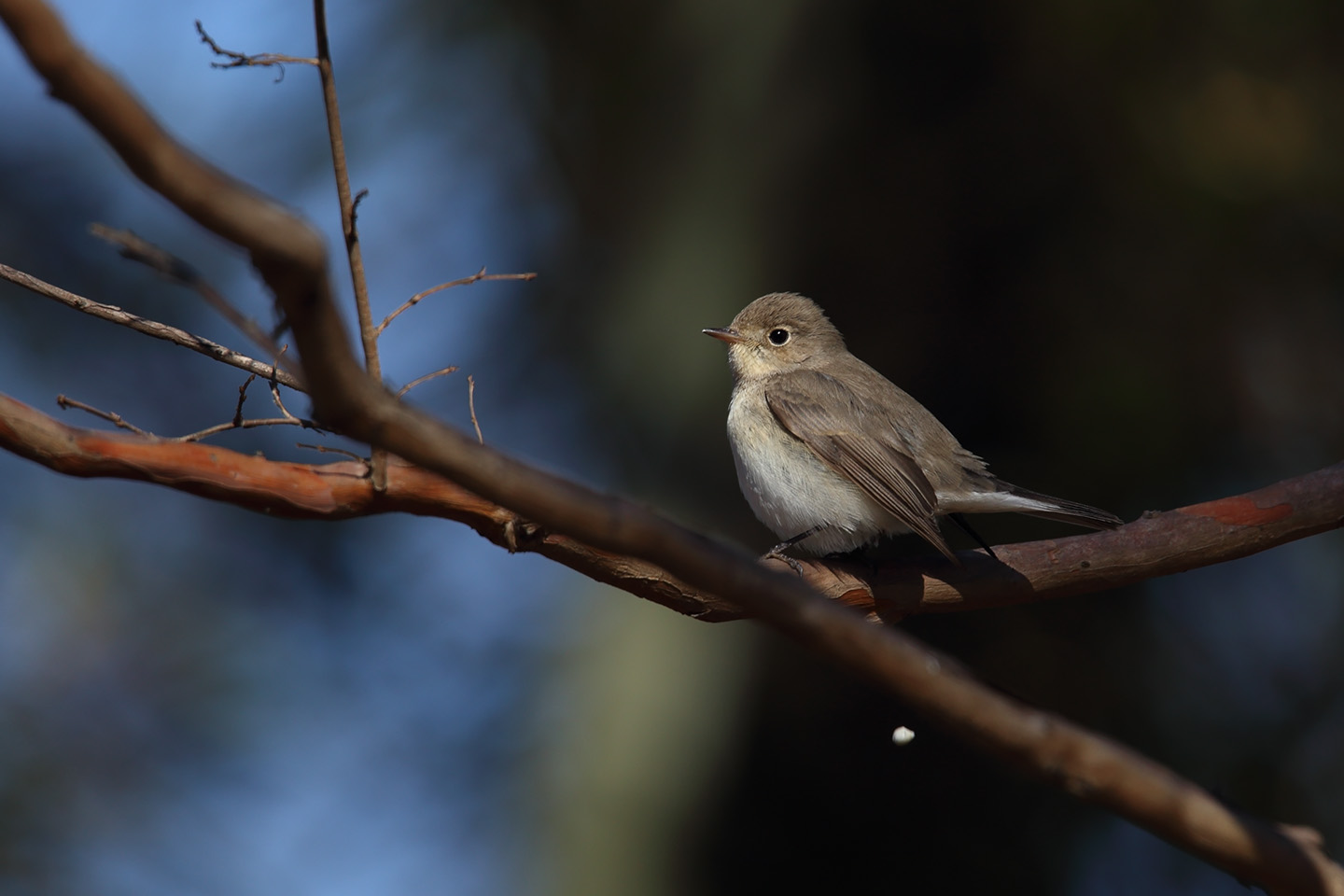 Canon EOS 6D + TAMRON SP 150-600mm F/5-6.3 Di VC USD (A011)