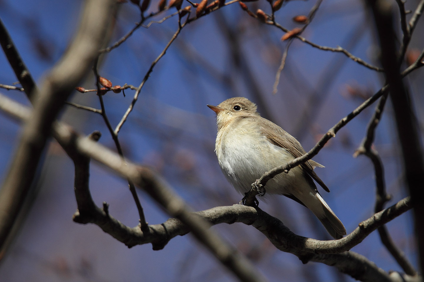 Canon EOS 60D + TAMRON SP 150-600mm F/5-6.3 Di VC USD (A011)