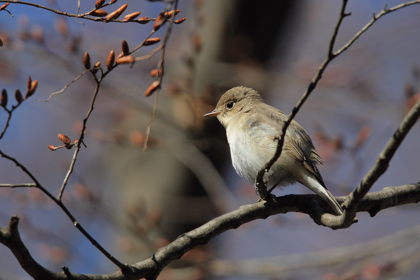 Canon EOS 60D + TAMRON SP 150-600mm F/5-6.3 Di VC USD (A011)