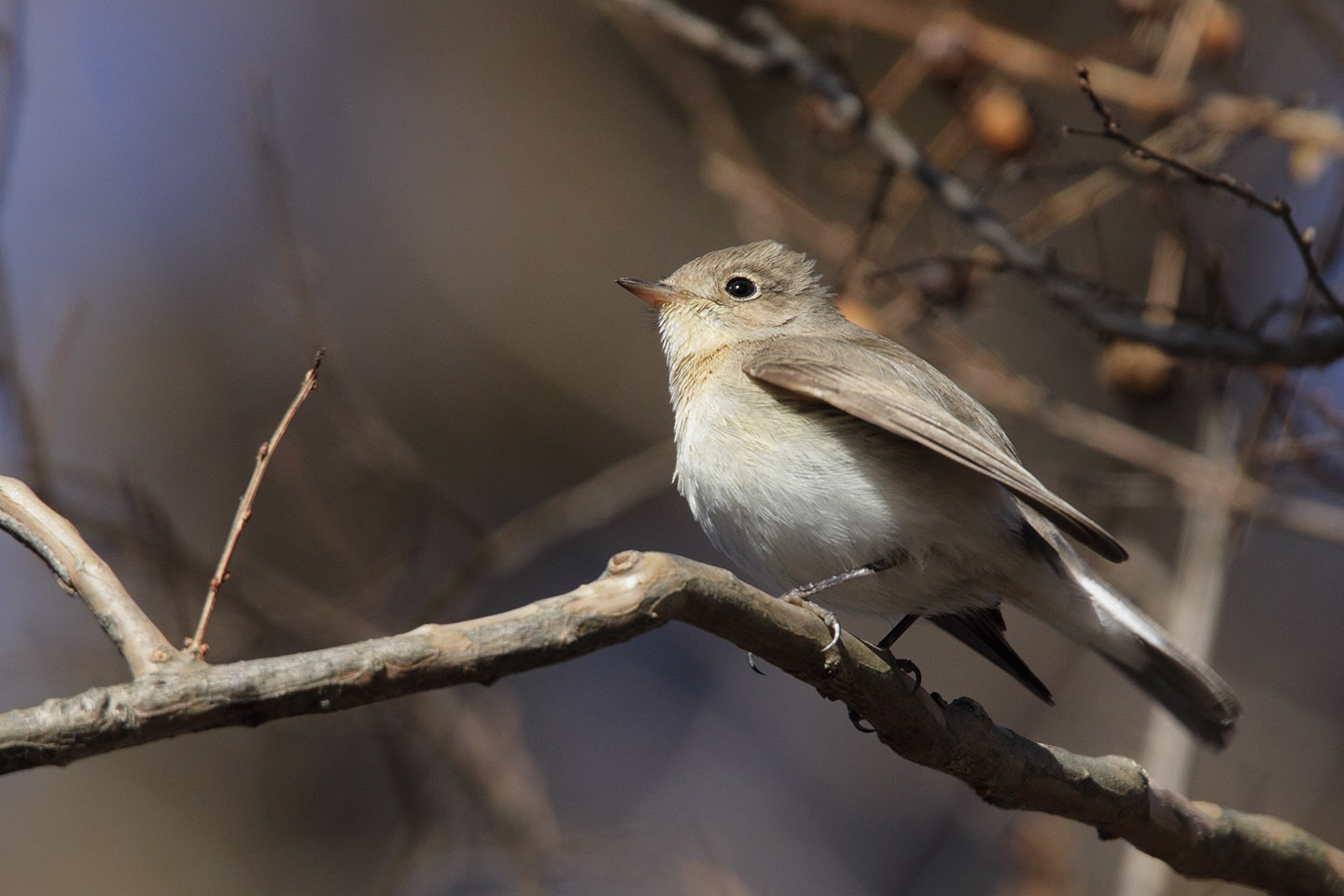 Canon EOS 60D + TAMRON SP 150-600mm F/5-6.3 Di VC USD (A011)