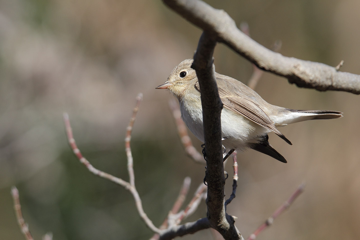 Canon EOS 60D + TAMRON SP 150-600mm F/5-6.3 Di VC USD (A011)