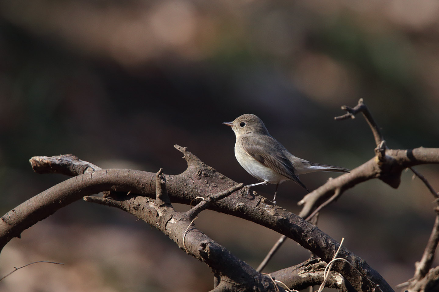 Canon EOS 6D + TAMRON SP 150-600mm F/5-6.3 Di VC USD (A011)