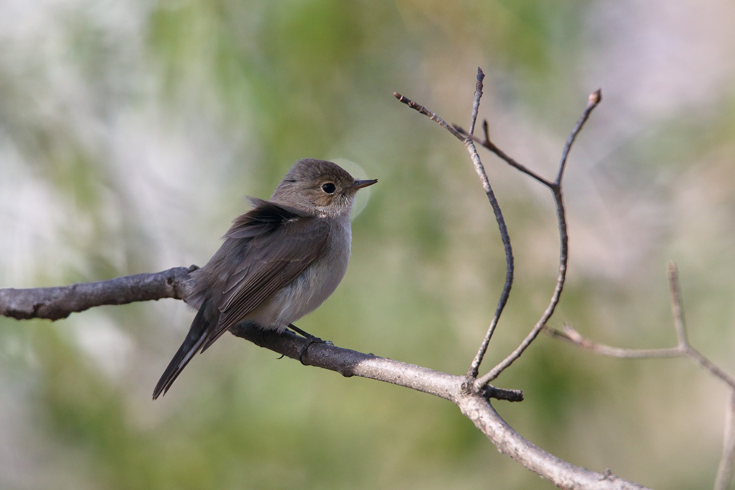 Canon EOS 6D + TAMRON SP 150-600mm F/5-6.3 Di VC USD (A011)