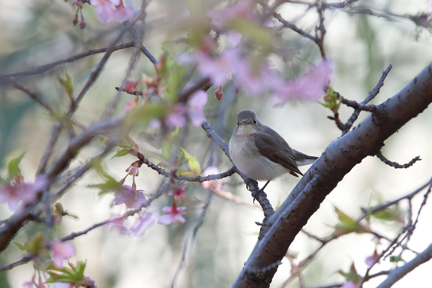 Canon EOS 6D + TAMRON SP 150-600mm F/5-6.3 Di VC USD (A011)