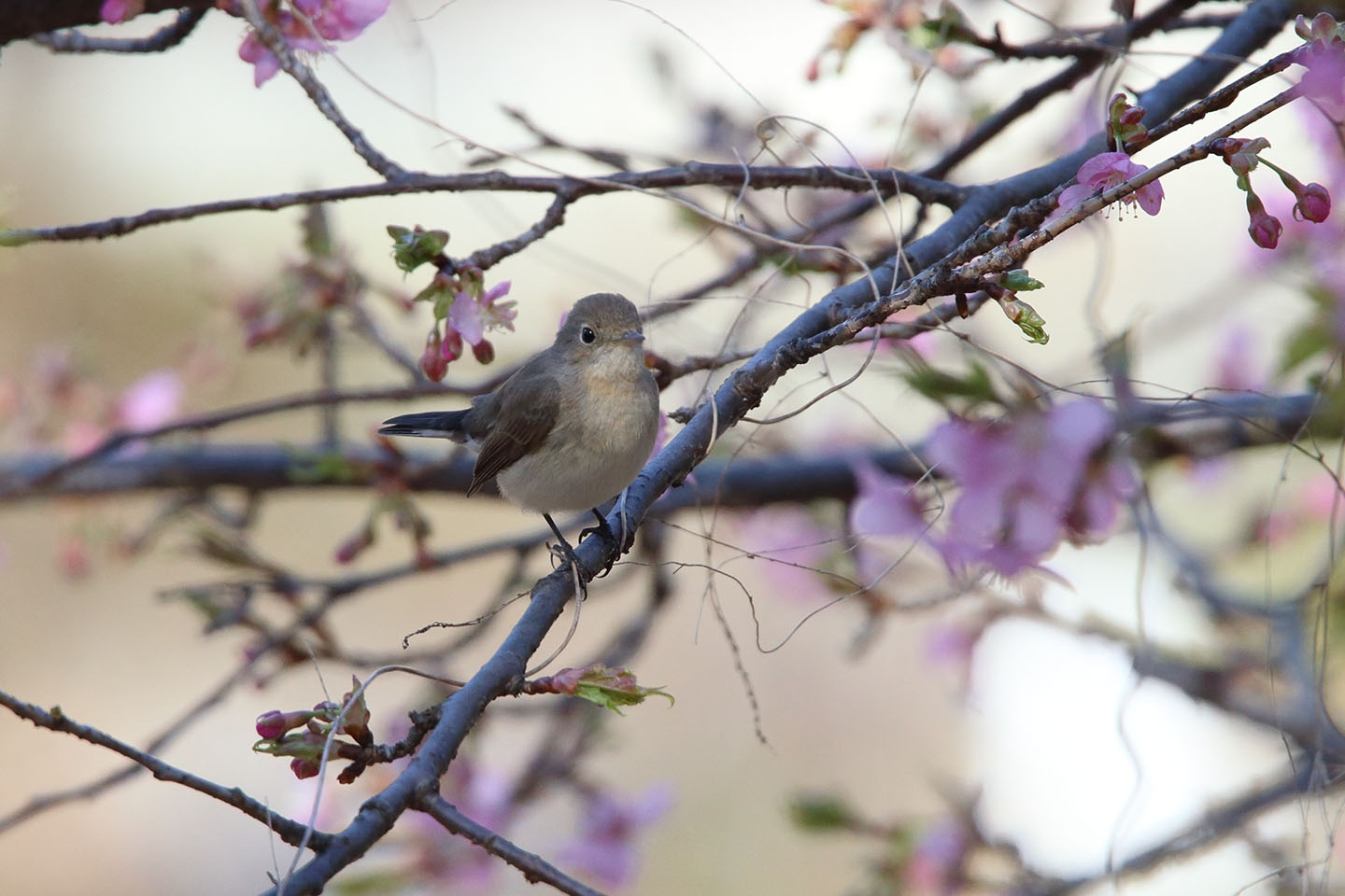 Canon EOS 6D + TAMRON SP 150-600mm F/5-6.3 Di VC USD (A011)