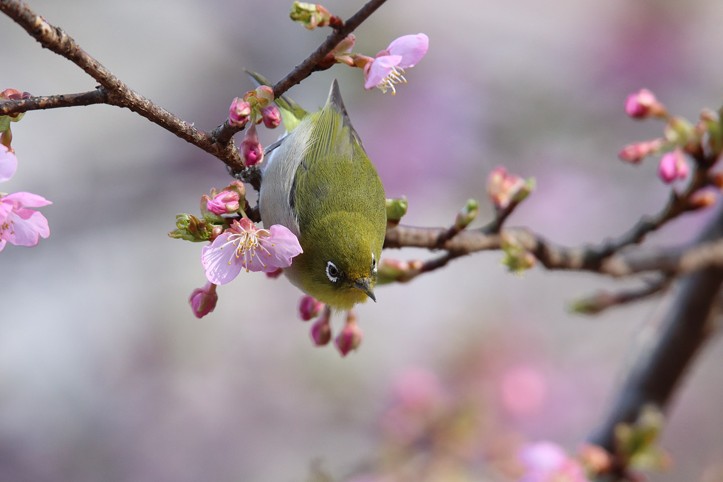 Canon EOS 6D + TAMRON SP 150-600mm F/5-6.3 Di VC USD (A011)