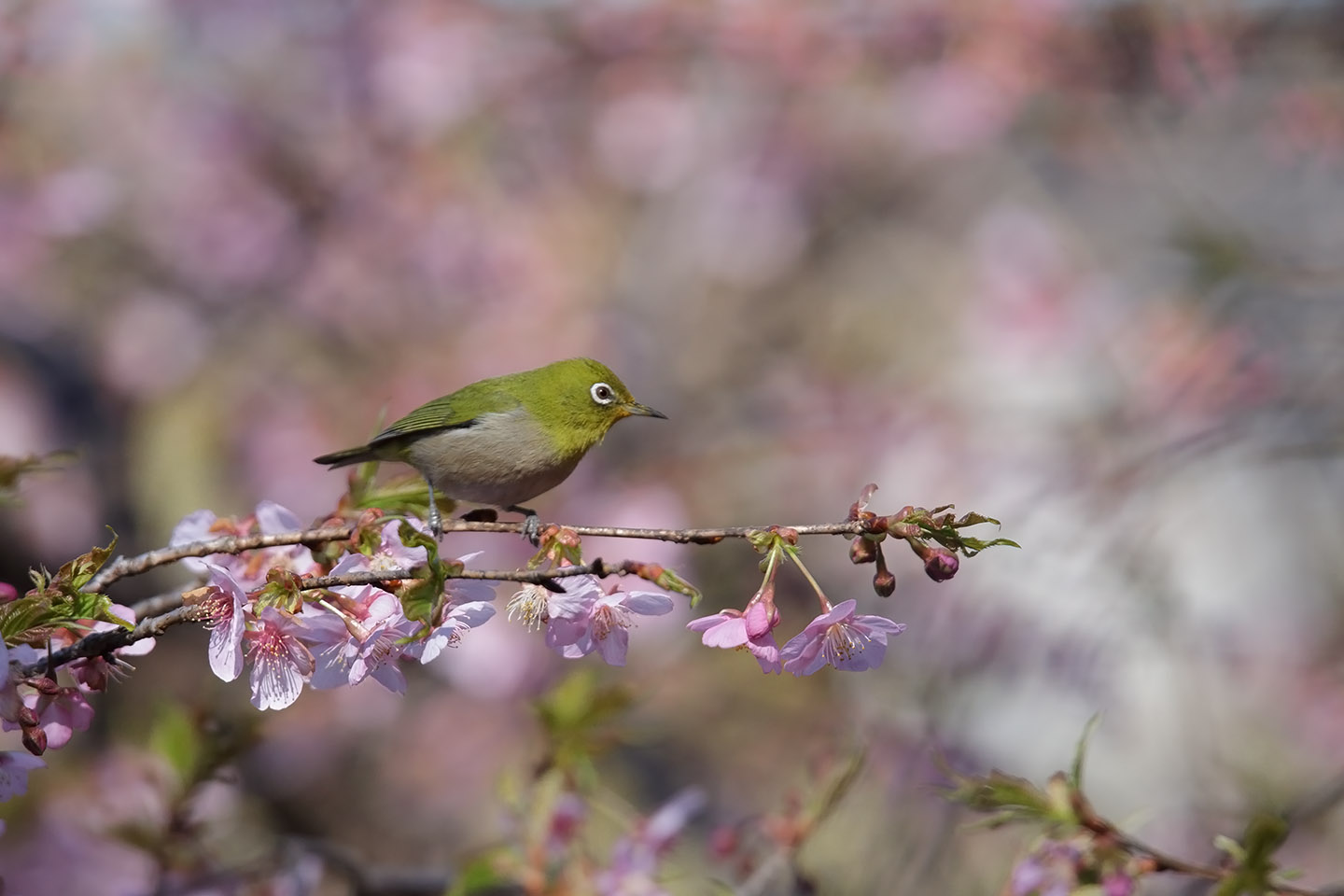 Canon EOS 6D + TAMRON SP 150-600mm F/5-6.3 Di VC USD (A011)