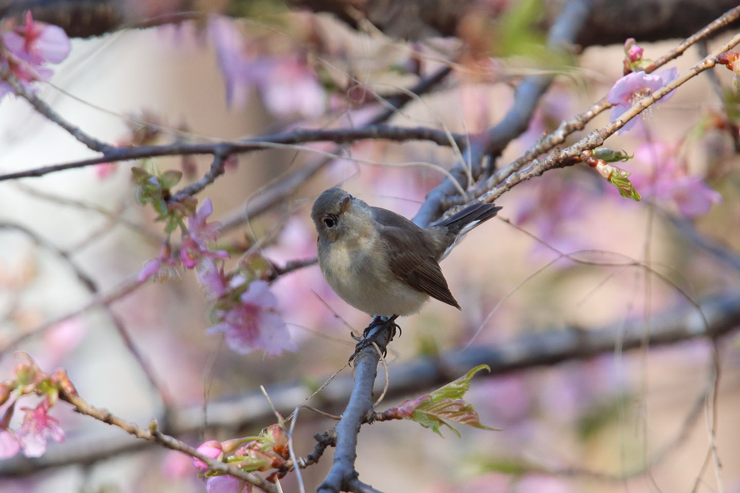 Canon EOS 6D + TAMRON SP 150-600mm F/5-6.3 Di VC USD (A011)