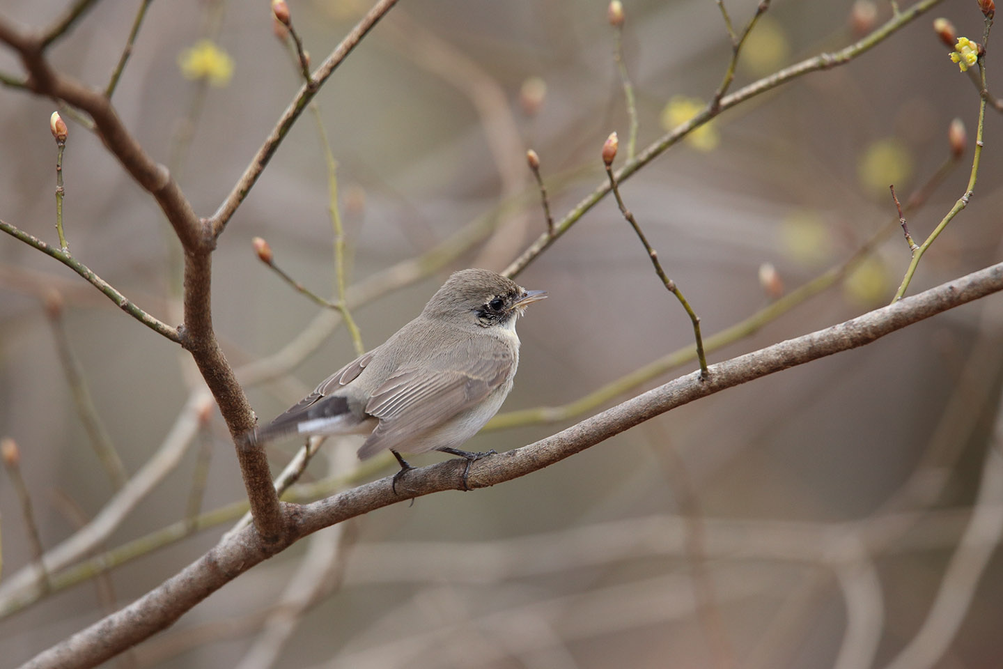 Canon EOS 6D + TAMRON SP 150-600mm F/5-6.3 Di VC USD (A011)