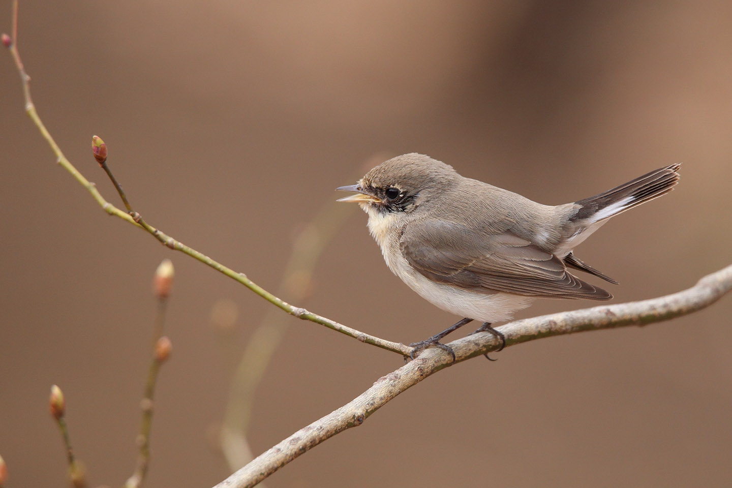 Canon EOS 6D + TAMRON SP 150-600mm F/5-6.3 Di VC USD (A011)