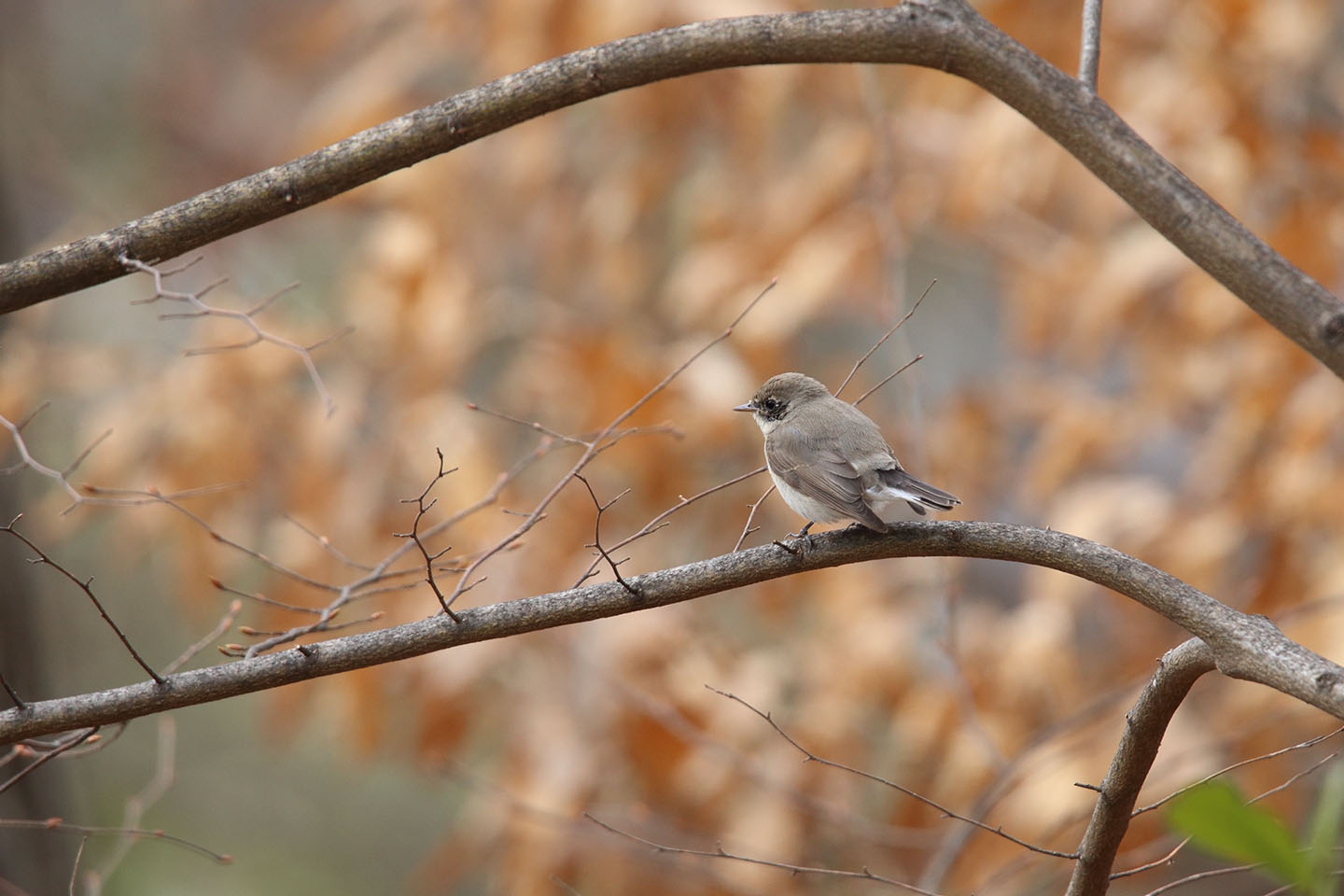 Canon EOS 6D + TAMRON SP 150-600mm F/5-6.3 Di VC USD (A011)