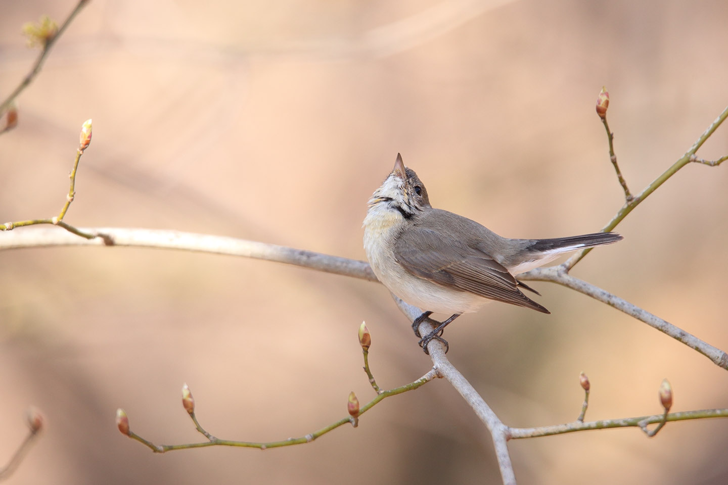 Canon EOS 6D + TAMRON SP 150-600mm F/5-6.3 Di VC USD (A011)