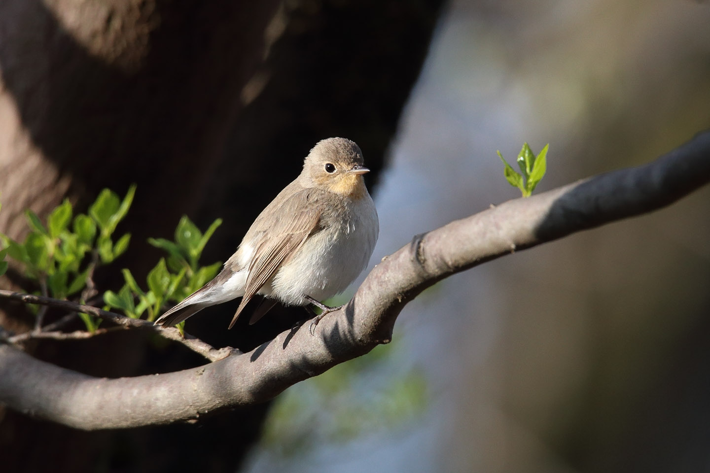 Canon EOS 6D + TAMRON SP 150-600mm F/5-6.3 Di VC USD (A011)