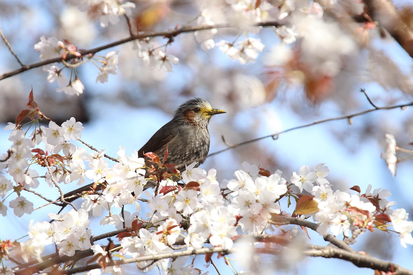 Canon EOS 6D + TAMRON SP 150-600mm F/5-6.3 Di VC USD (A011)