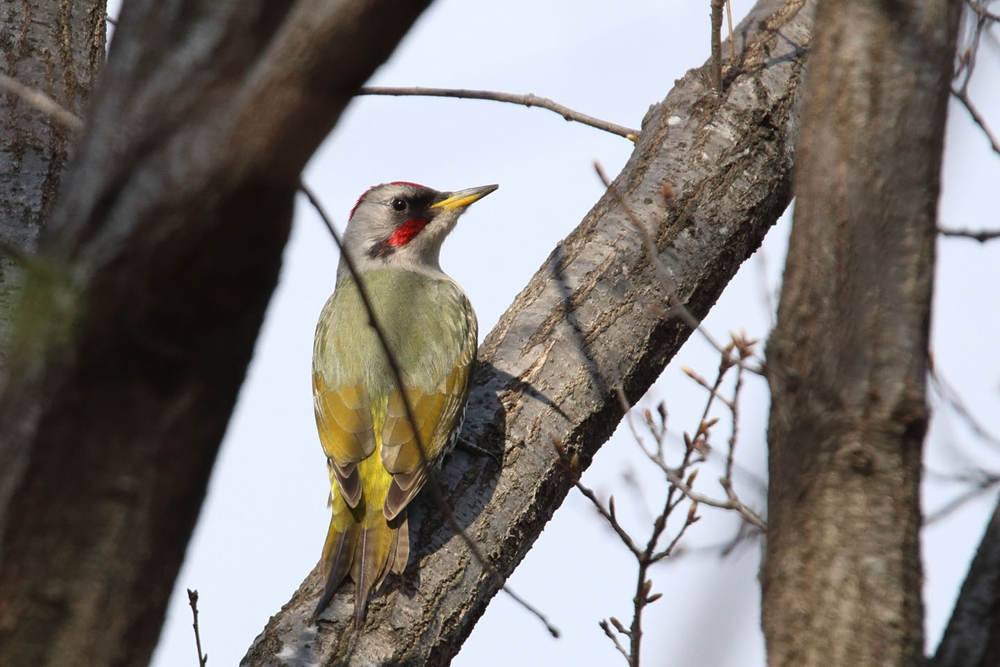 Canon EOS 6D + TAMRON SP 150-600mm F/5-6.3 Di VC USD (A011)