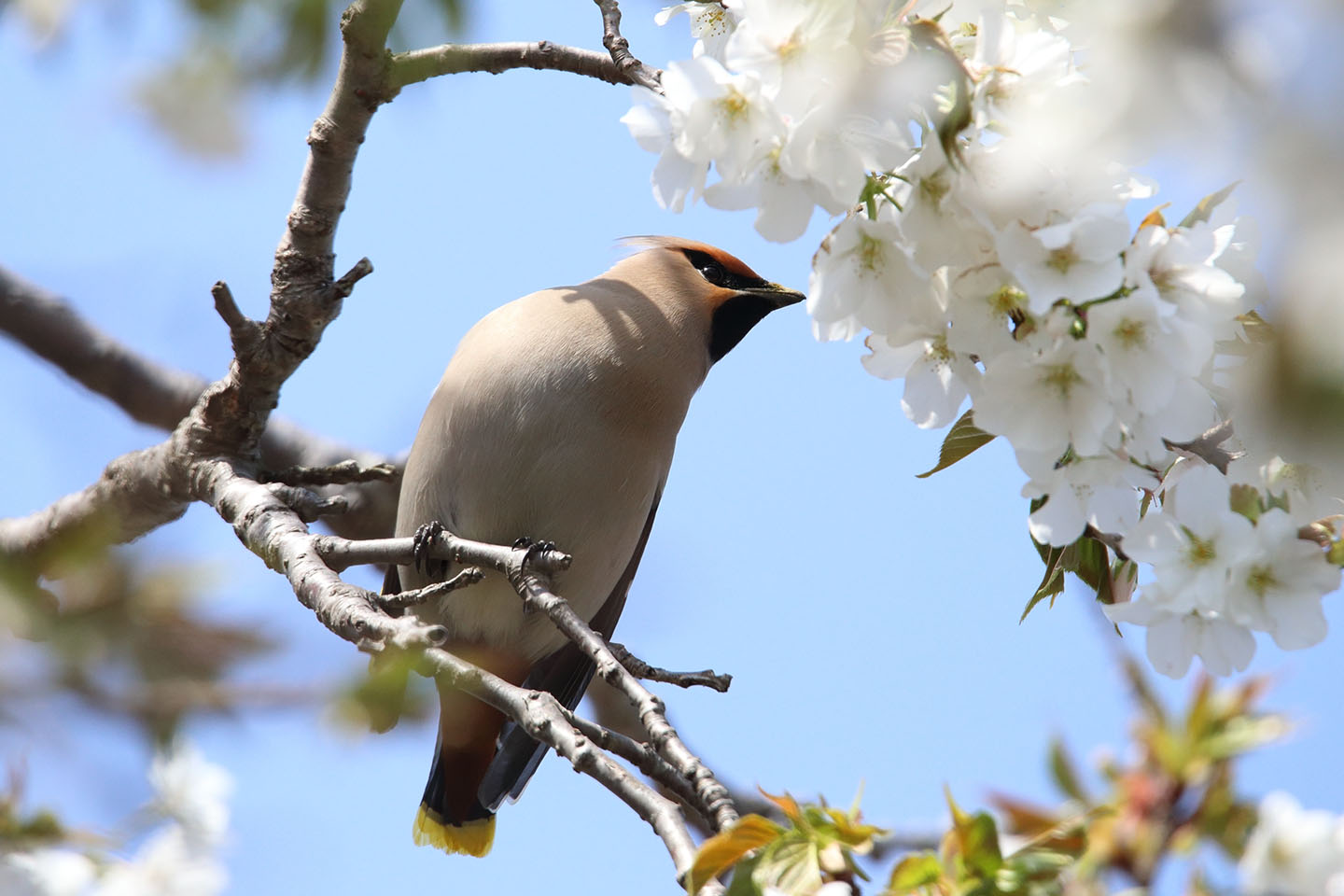 Canon EOS 6D + TAMRON SP 150-600mm F/5-6.3 Di VC USD (A011)