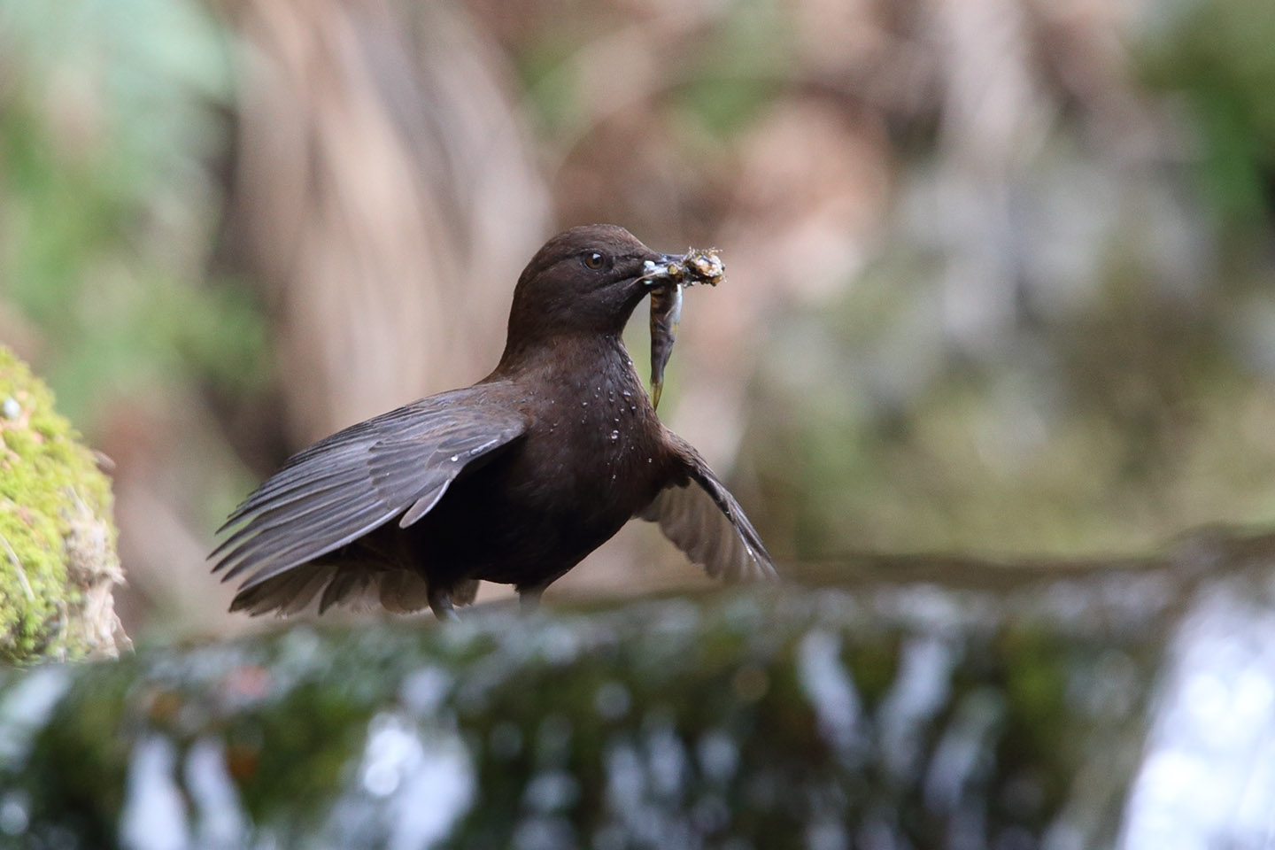 Canon EOS 6D + TAMRON SP 150-600mm F/5-6.3 Di VC USD (A011)