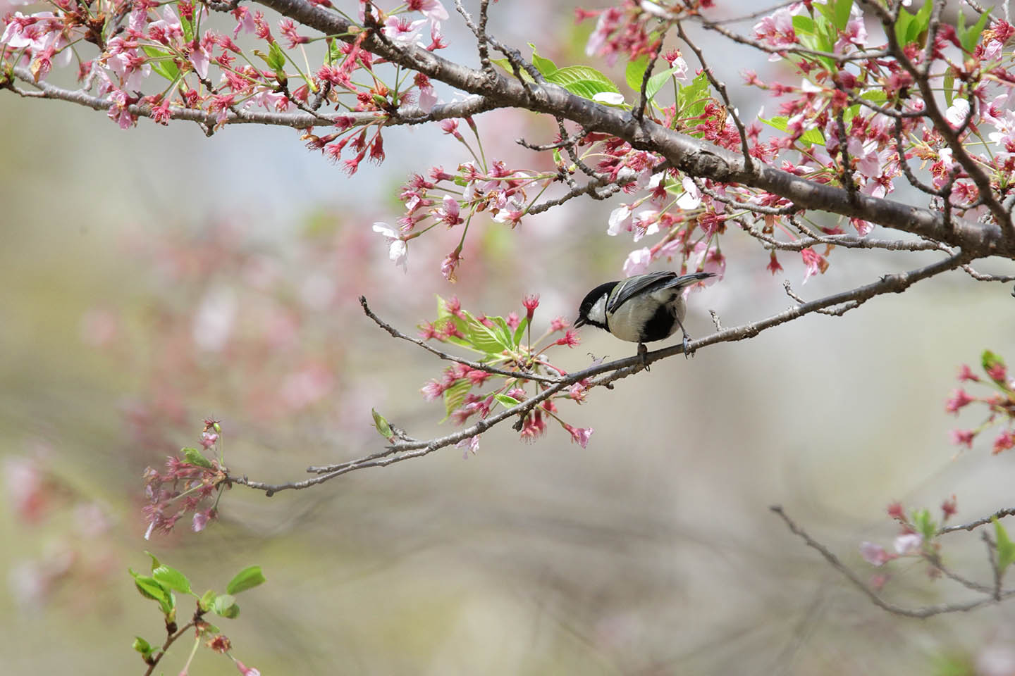 Canon EOS 6D + TAMRON SP 150-600mm F/5-6.3 Di VC USD (A011)